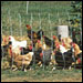 Candidates need to recognize entrepreneurial farmers