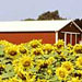 Strong policy to protect farmland