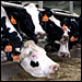 Factory farming in Hillsdale County