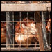 Food Safety Moves Could Harm Local Farm Prospects